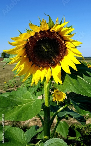 sunflower of sky
