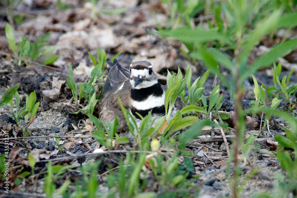 Obraz premium Killdeer