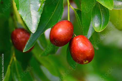 Photos 잘 익은 대추 열매