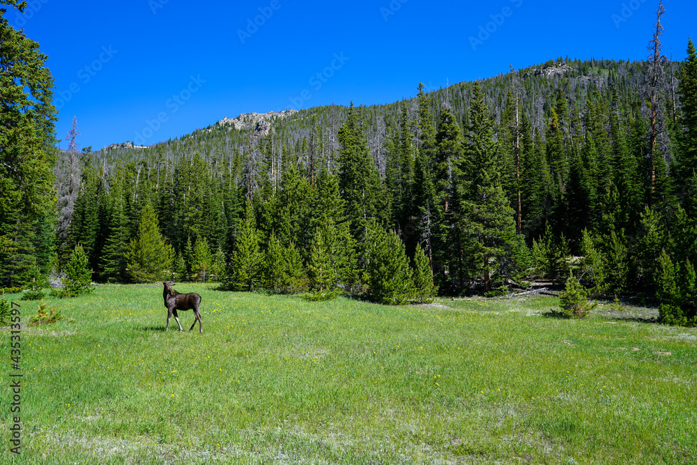 Moose in a meadow at Rocky Mountain National Park, Colorado, USA. Moose in a meadow at Rocky Mountain National Park, Colorado, USA.