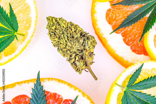 Cannabis terpenes concept with Marijuana flower bud lemons grapefruit and leafs photo