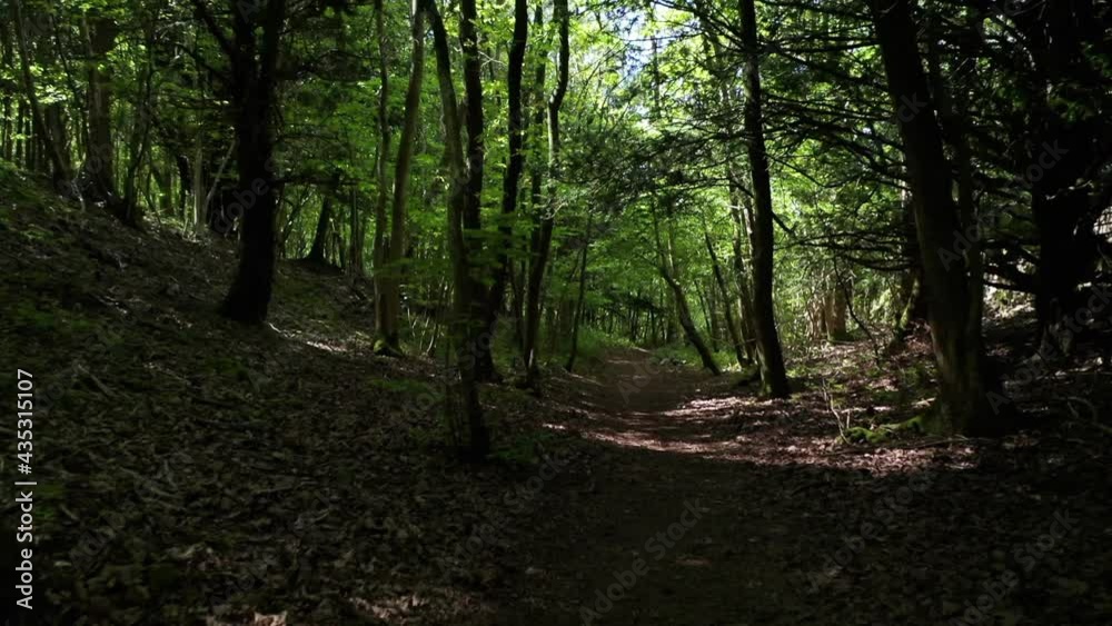 Tracking shot forwards through English woodland Tracking shot forwards through English woodland