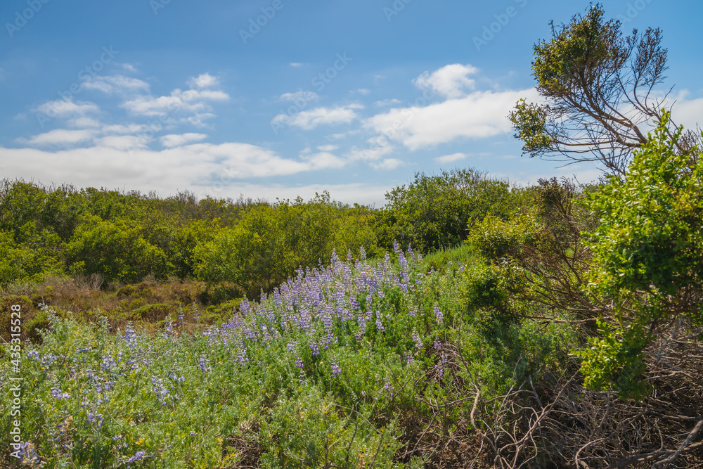 Wilderness area. Trees, shrubs, and wild flowers. Colony of Silvery Lupine (Lupinus argenteus), beautiful .the pea-like blue wild flowers in bloom, and cloudy sky background
