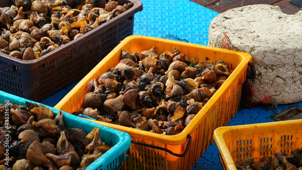 Fototapeta premium 바다에서 잡아온 소라