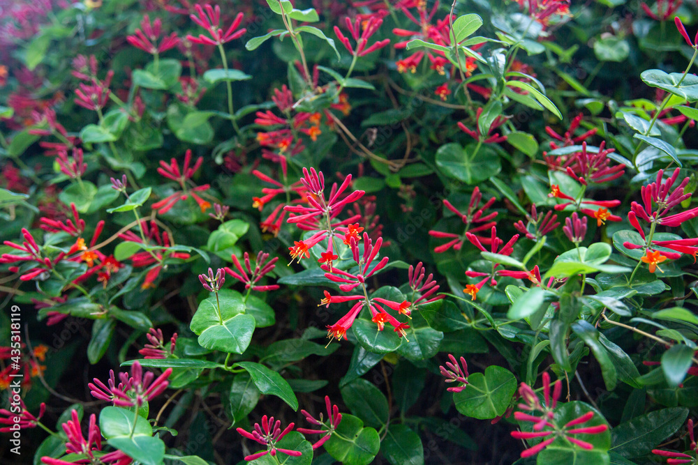 Trumpet Honeysuckle Blossoms Growing on City Wall
