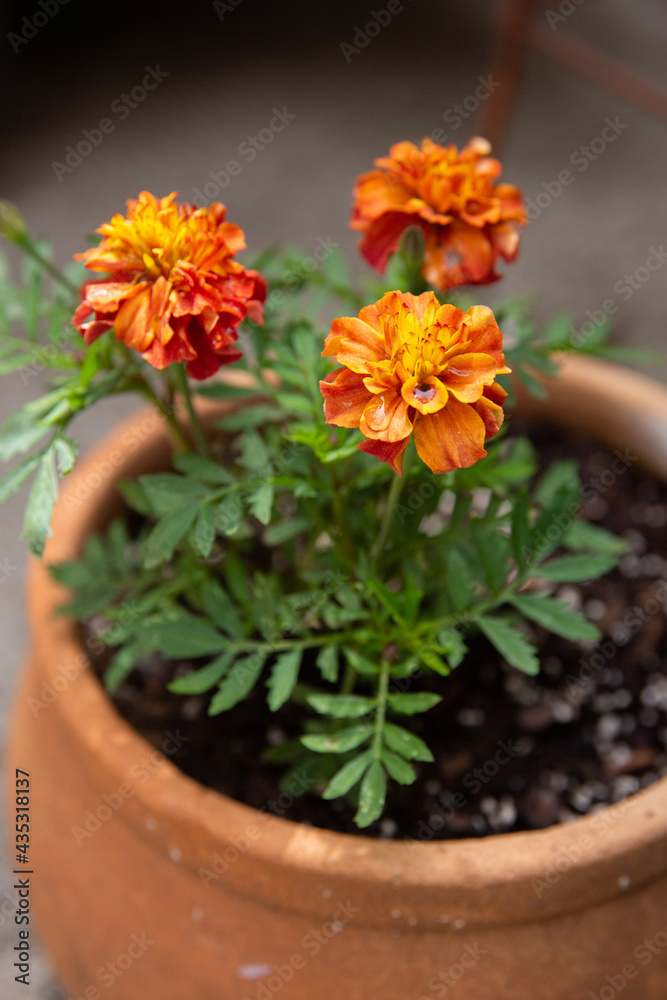 Orange Marigolds Potted in Terracotta Pot