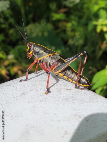 Black yellow and red grasshopper © Alicia