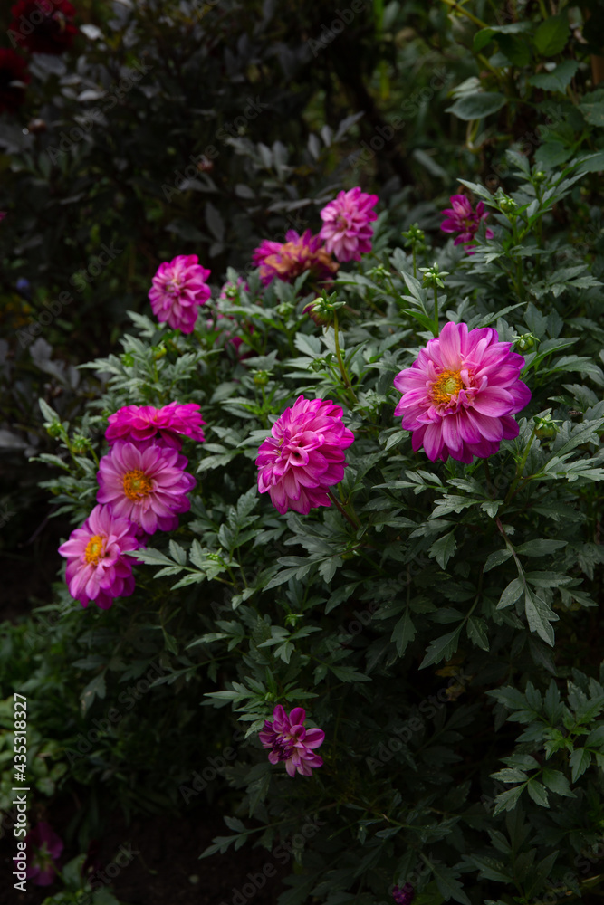 Pink Dahlia Flowers Growing on City Street
