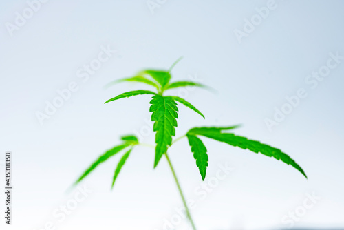 Growing cannabis, Marijuana green herb leaves..soft focus. © Pongvit