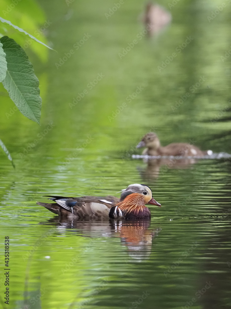 Fototapeta premium 換羽期のオシドリの雄
