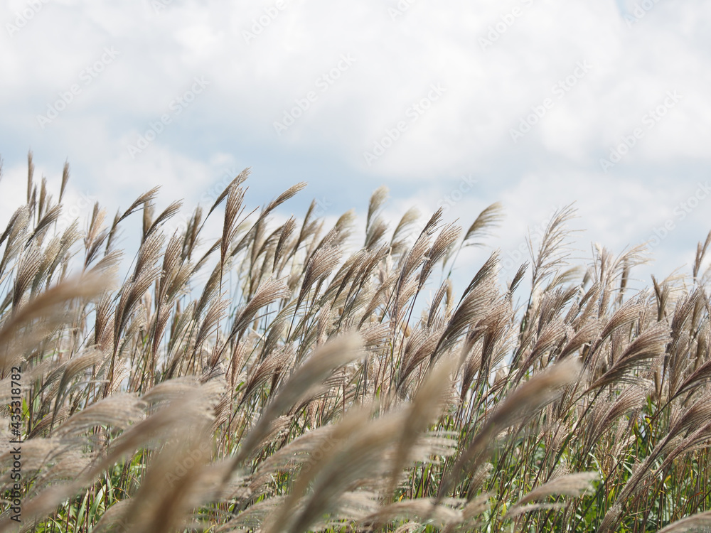 68 件の最適な 西洋ススキ 画像 ストック写真 ベクター Adobe Stock