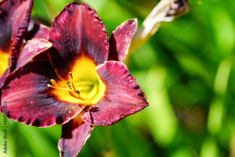 Fototapeta premium Red and yellow daylily flower blooming, with negative space
