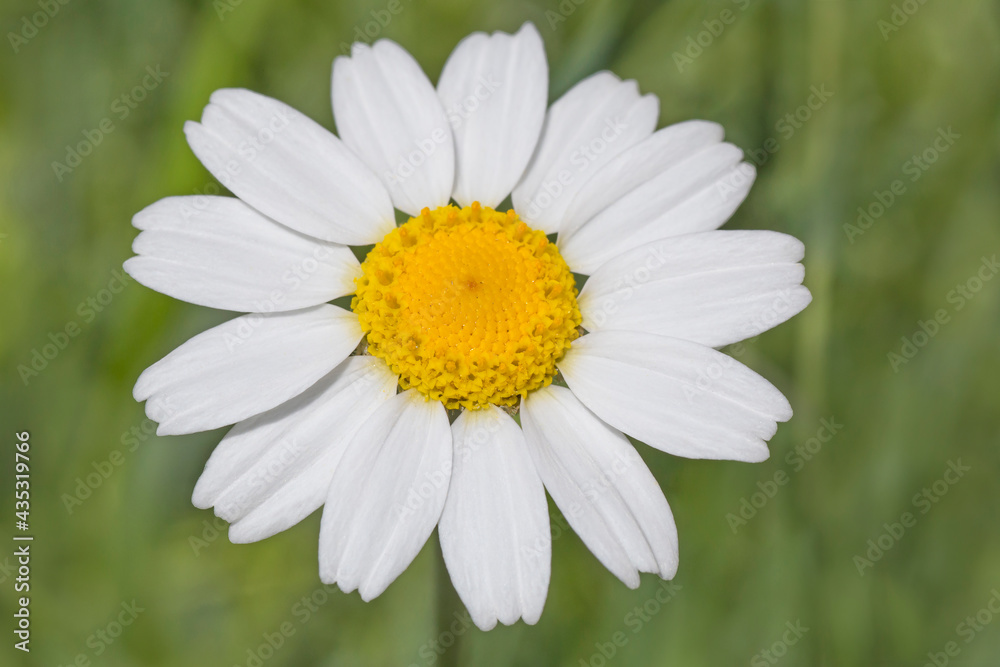 Obraz premium close up of chamomile flower against green background