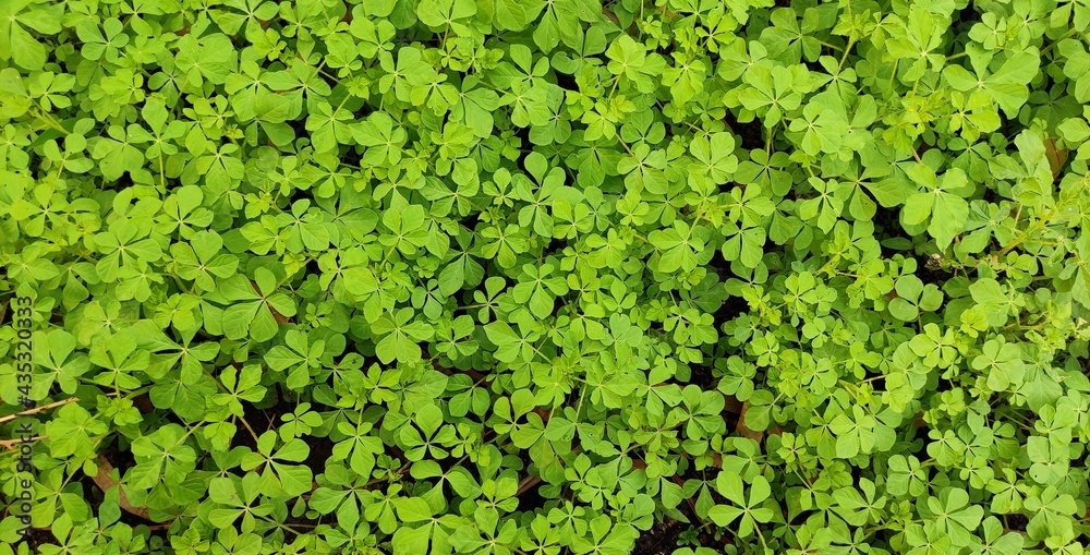 NATURAL GREEN PLANT NATURAL GREEN PLANT