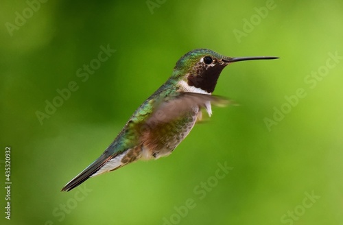 cute male broad-tailed hummingbird in flight in broomfield, colorado