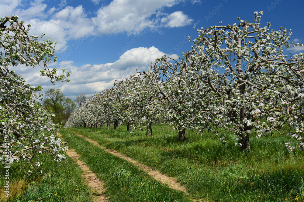 beautiful apple orchard in bloom  on a sunny spring day   near gettysburg, pennsylvania 