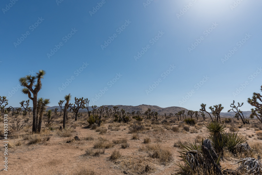 Scenic Joshua Tree National Park vista, Southern California Scenic Joshua Tree National Park vista, Southern California