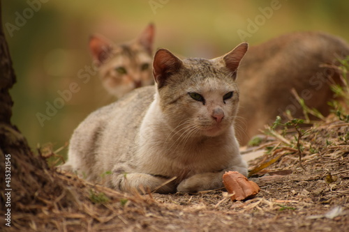 Feline hunting group