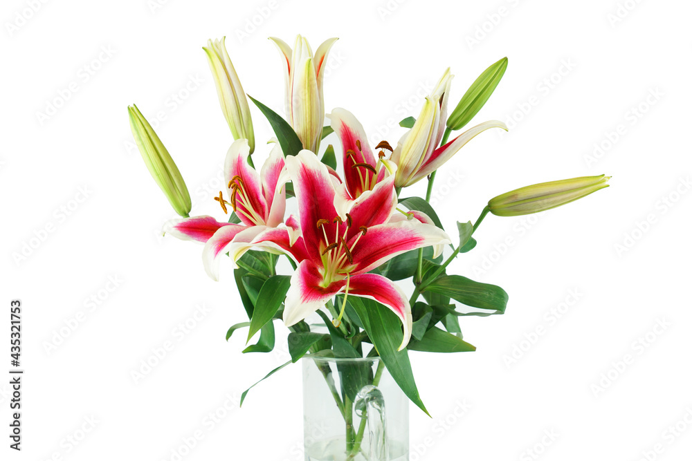 blooming lily isolated on white background blooming lily isolated on white background