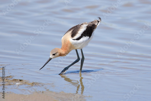 American avocet  foraging in the wetlands near great falls, montana photo