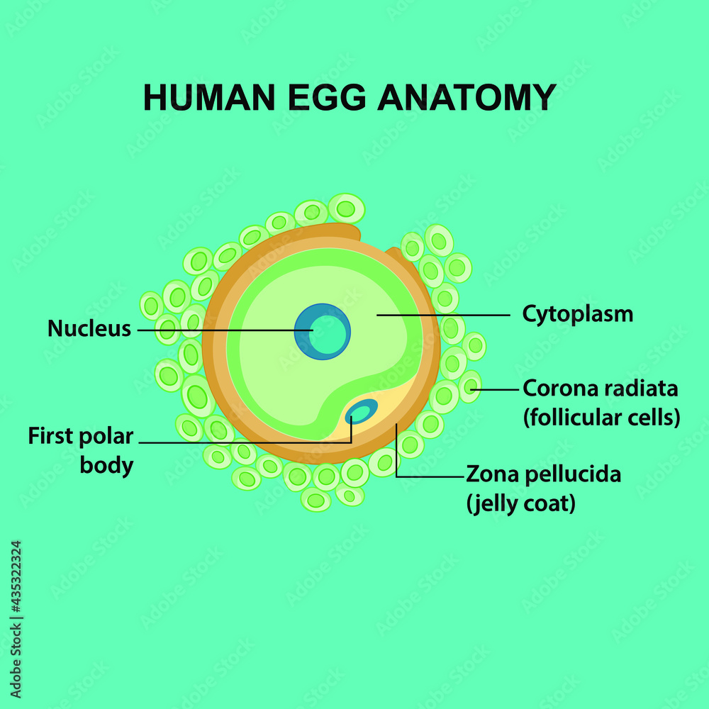 human egg anatomy with cytoplasm, corona radiata, follicular cells