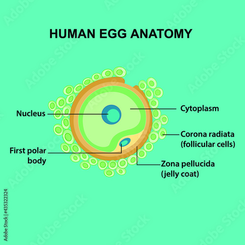 human egg anatomy with cytoplasm, corona radiata, follicular cells, zona pellucida, jelly coat, first polar body, nucleus