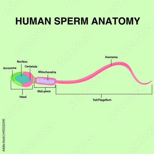 Human sperm anatomy with axoneme, tail, flagellum, mid piece, mitochondria, head, nucleus, acrosome, centriole  photo