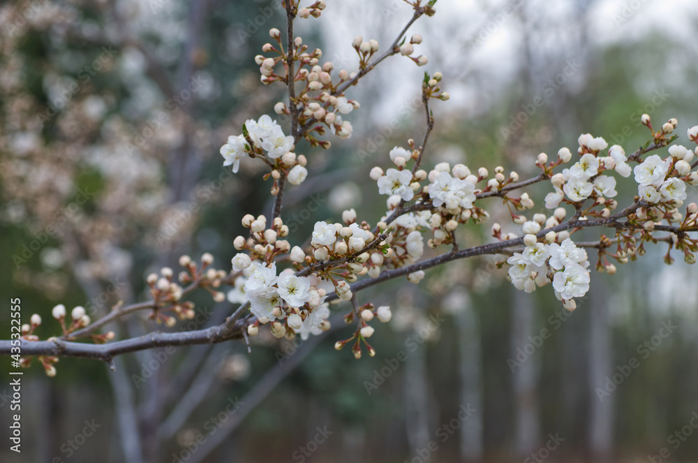 White Tree Blossoms in the Spring White Tree Blossoms in the Spring