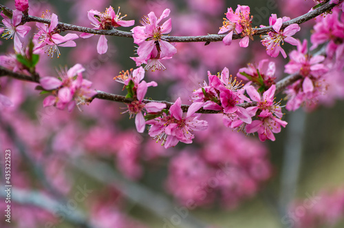 Pink Tree Blossoms in the Spring