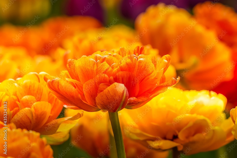 Closeup of an orange tulip in a Minnesota tulip garden Closeup of an orange tulip in a Minnesota tulip garden