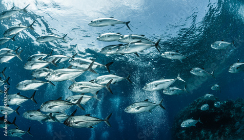 A school of  bigeye trevally