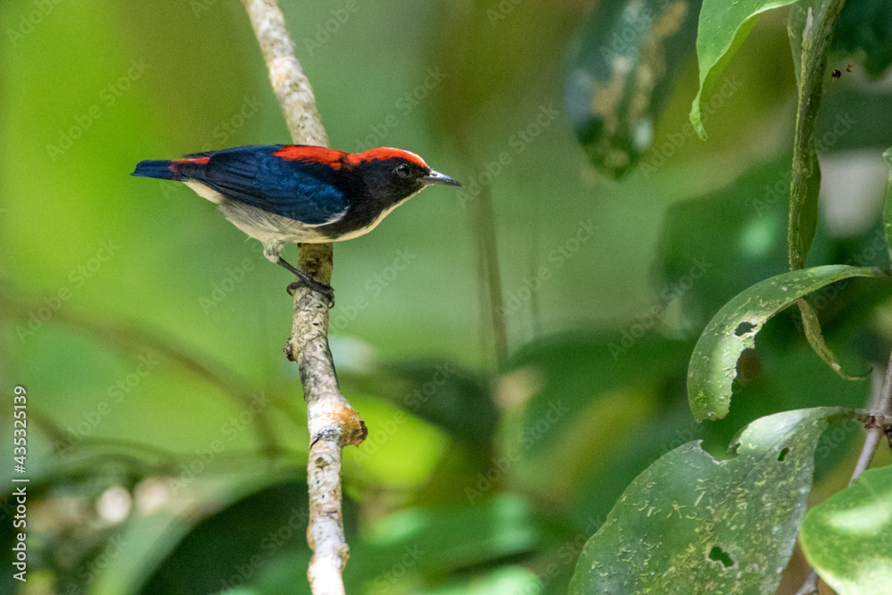 Beautiful birds in the tropical forests of Thailand. Beautiful birds in the tropical forests of Thailand.