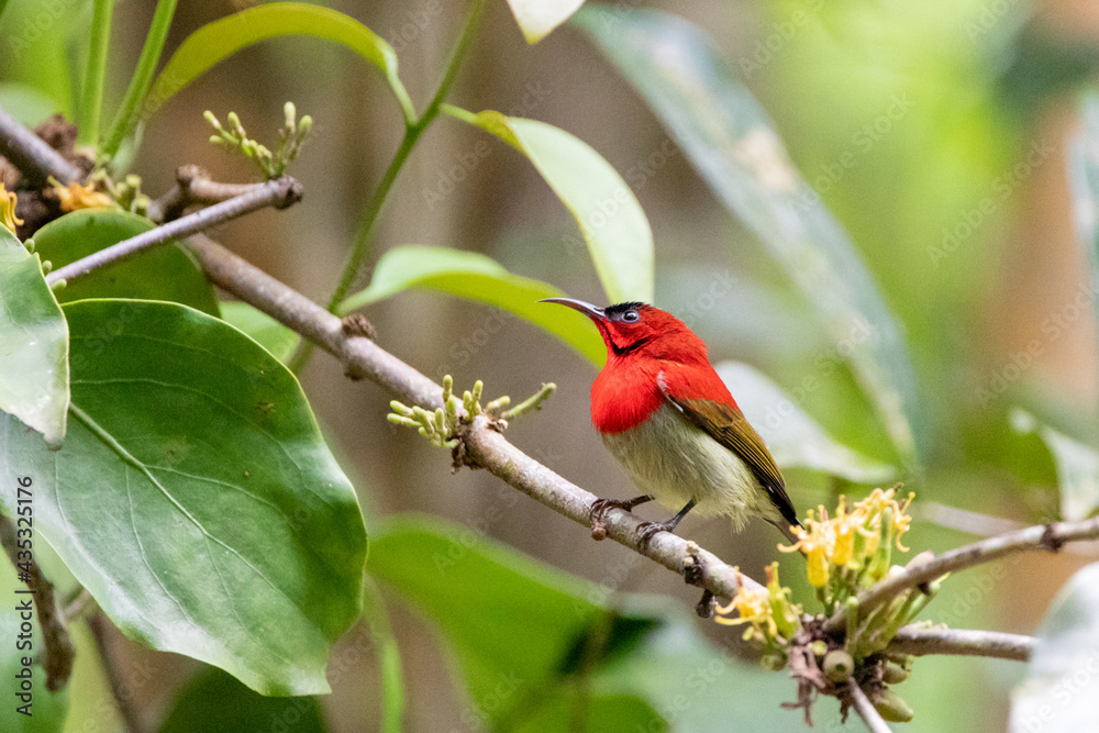Beautiful birds in the tropical forests of Thailand. Beautiful birds in the tropical forests of Thailand.