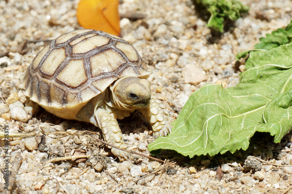 Obraz premium African Sulcata Tortoise Natural Habitat,Close up African spurred tortoise resting in the garden, Slow life ,Africa spurred tortoise sunbathe on ground with his protective shell ,Beautiful Tortoise