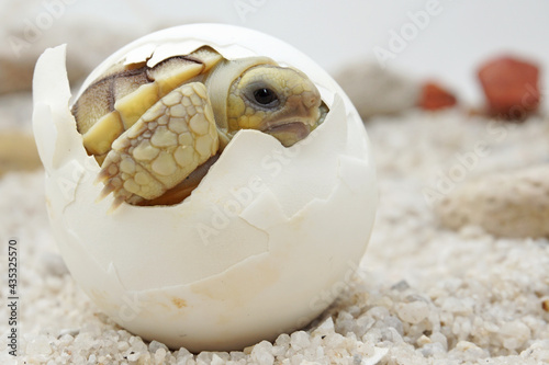 Africa spurred tortoise being born, Tortoise Hatching from Egg, Cute portrait of baby tortoise hatching, Birth of new life,Natural Habitat