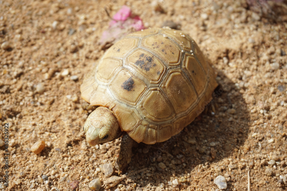 Elongated tortoise in the nature, Indotestudo elongata ,Tortoise sunbathe on ground with his protective shell ,Tortoise from Southeast Asia and parts of South Asia ,High yellow Tortoise
Elongated tortoise in the nature, Indotestudo elongata ,Tortoise sunbathe on ground with his protective shell ,Tortoise from Southeast Asia and parts of South Asia ,High yellow Tortoise