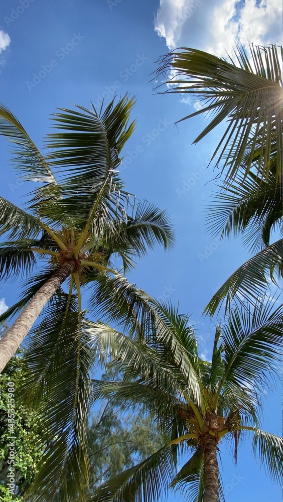 Fototapeta premium coconut trees