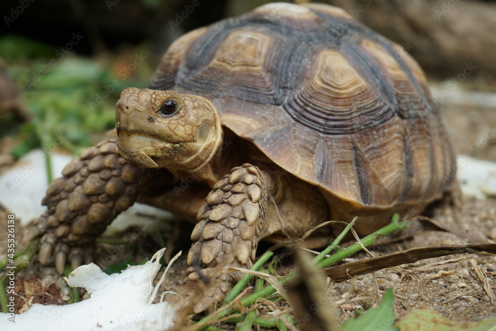African Sulcata Tortoise Natural Habitat,Close up African spurred tortoise resting in the garden, Slow life ,Africa spurred tortoise sunbathe on ground with his protective shell ,Beautiful Tortoise
African Sulcata Tortoise Natural Habitat,Close up African spurred tortoise resting in the garden, Slow life ,Africa spurred tortoise sunbathe on ground with his protective shell ,Beautiful Tortoise