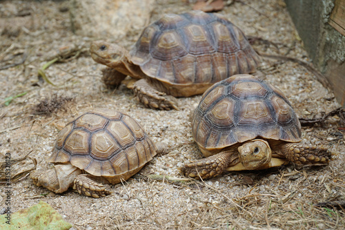 African Sulcata Tortoise Natural Habitat,Close up African spurred tortoise resting in the garden, Slow life ,Africa spurred tortoise sunbathe on ground with his protective shell ,Beautiful Tortoise 