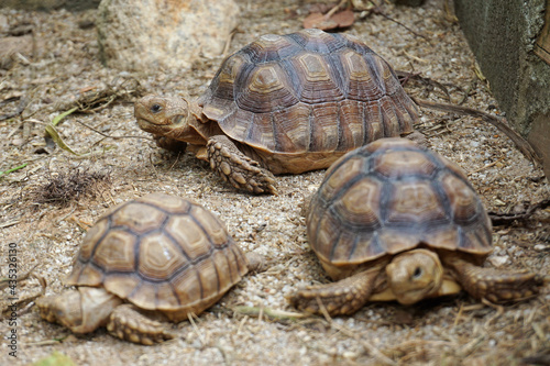 African Sulcata Tortoise Natural Habitat,Close up African spurred tortoise resting in the garden, Slow life ,Africa spurred tortoise sunbathe on ground with his protective shell ,Beautiful Tortoise 