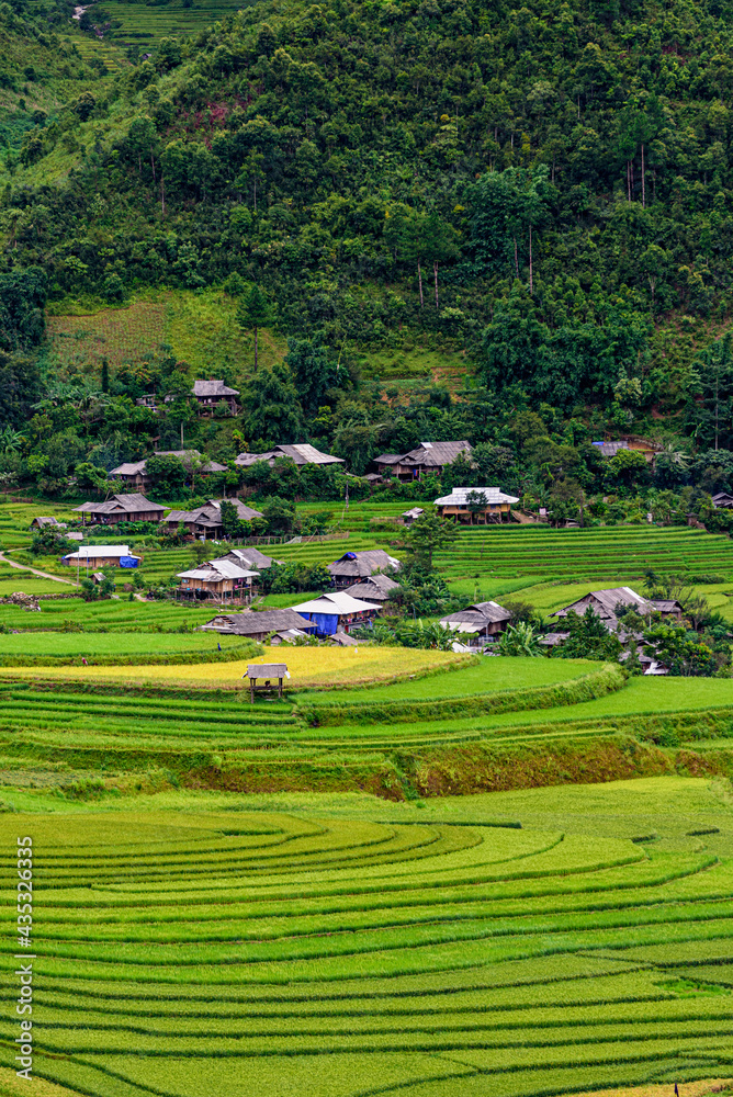 Rice fields on terraced beautiful shape of TU LE Valley, view on the road between Nghia Lo and Mu Cang Chai, Yen Bai province, Vietnam.