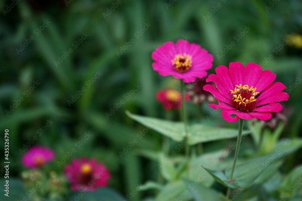 pink cosmos flowers pink cosmos flowers