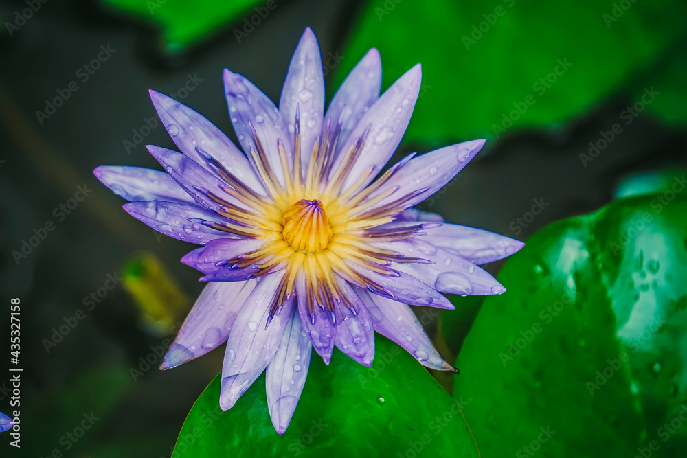 Purple lotus flower on nature background It is popular 
