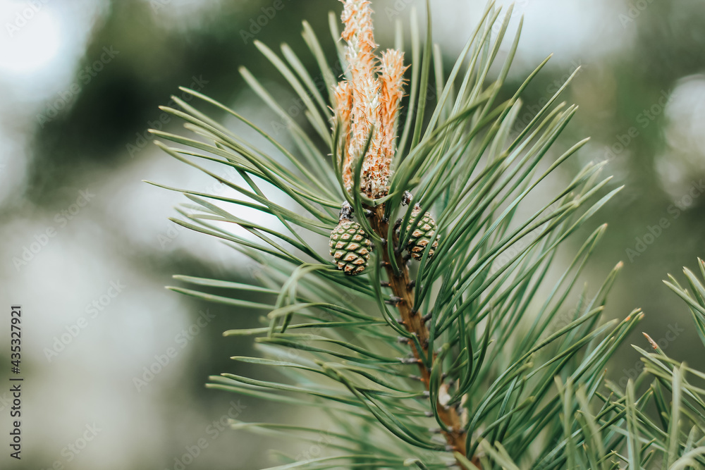 Coniferous pine tree branch with young fresh green cones in springtime. Natural floral background. Christmas, winter, New Year, nature concept. Selective focus. Coniferous pine tree branch with young fresh green cones in springtime. Natural floral background. Christmas, winter, New Year, nature concept. Selective focus.