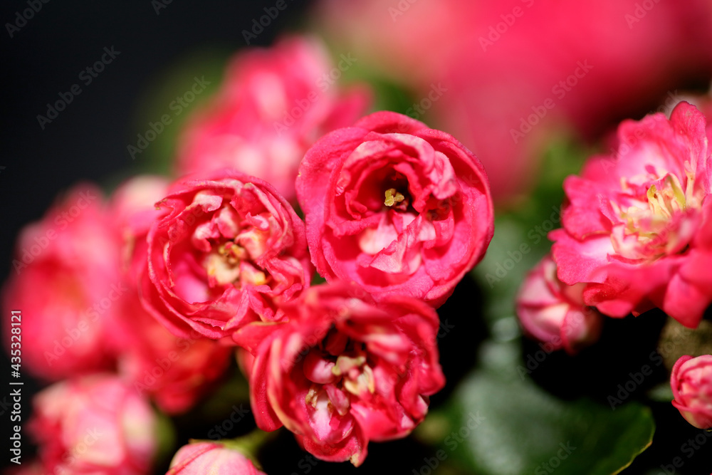 Pink flower blossom close up background Crataegus laevigata family rosaceae botanical modern big size high quality print