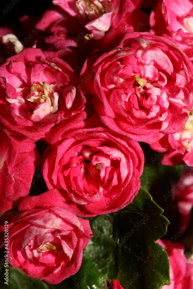 Pink flower blossom close up background Crataegus laevigata family rosaceae botanical modern big size high quality print Pink flower blossom close up background Crataegus laevigata family rosaceae botanical modern big size high quality print