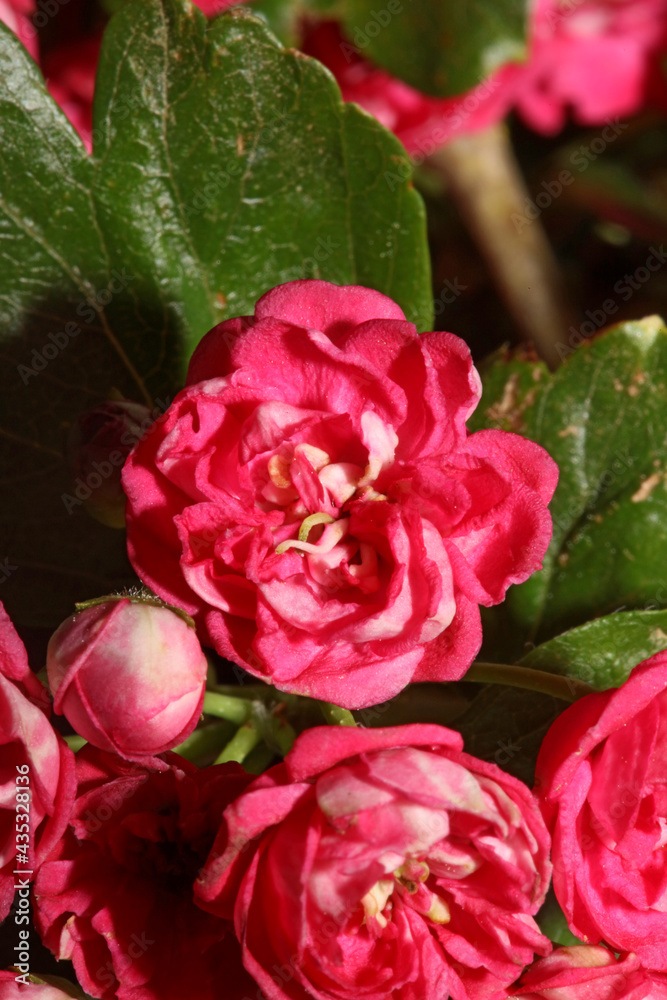 Pink flower blossom close up background Crataegus laevigata family rosaceae botanical modern big size high quality print Pink flower blossom close up background Crataegus laevigata family rosaceae botanical modern big size high quality print