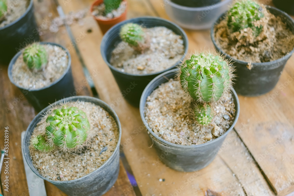 Various cactus in small flowerpots. Various cactus in small flowerpots.