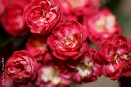 Pink flower blossom close up background Crataegus laevigata family rosaceae botanical modern big size high quality print