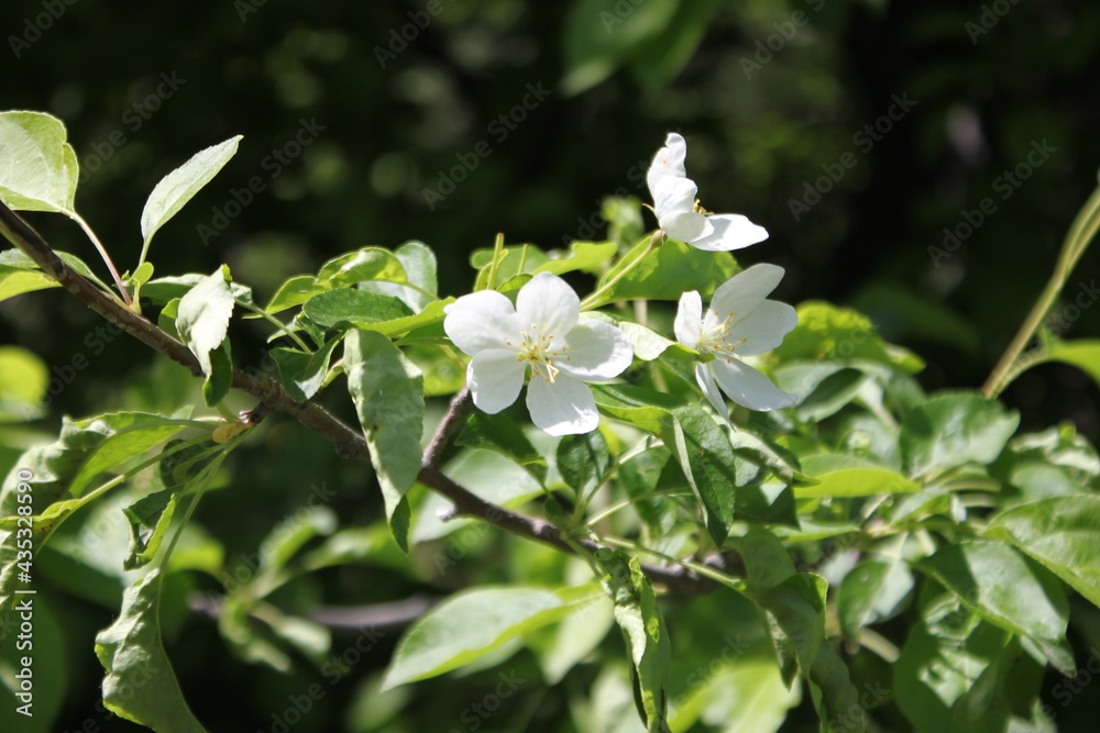 Fototapeta premium white flowers in the garden